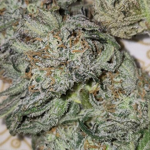 WTF- Königin Mimosa evo 👑👑👑 (65-70bt) growlog timeline photo