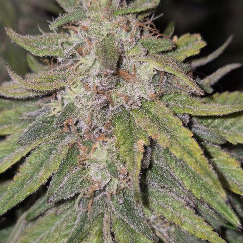WTF- Königin Mimosa evo 👑👑👑 (65-70bt) growlog timeline photo