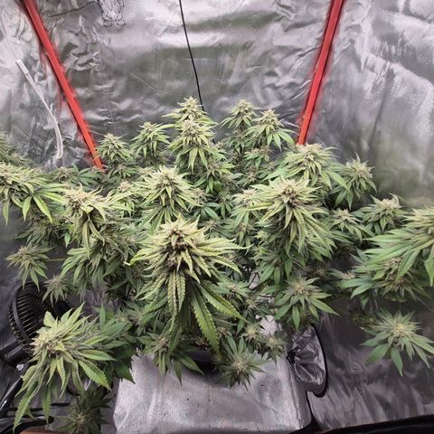 WTF- Königin Mimosa evo 👑👑👑 (65-70bt) growlog timeline photo