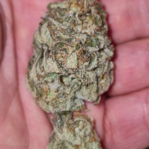 WTF- Königin Mimosa evo 👑👑👑 (65-70bt) growlog timeline photo