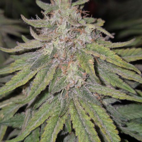 WTF- Königin Mimosa evo 👑👑👑 (65-70bt) growlog timeline photo