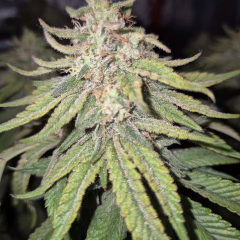 WTF- Königin Mimosa evo 👑👑👑 (65-70bt) growlog timeline photo