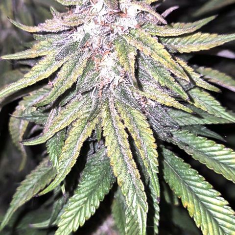WTF- Königin Mimosa evo 👑👑👑 (65-70bt) growlog timeline photo