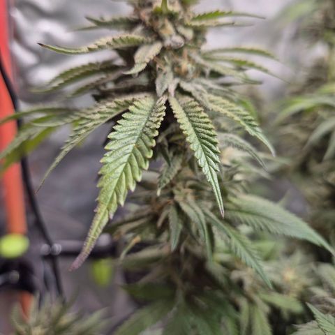WTF- Königin Mimosa evo 👑👑👑 (65-70bt) growlog timeline photo