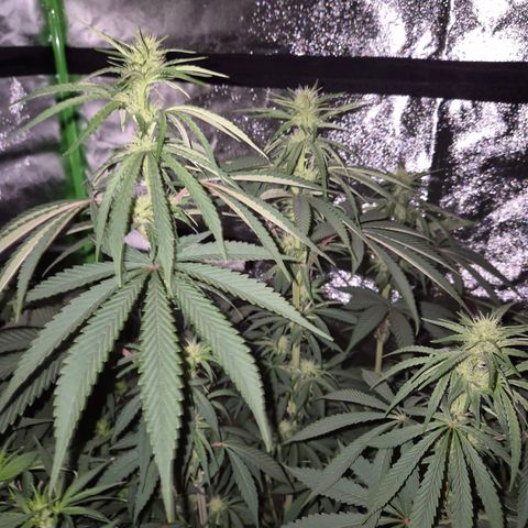 ICE 💚🧊 (63-70bt) growlog timeline photo