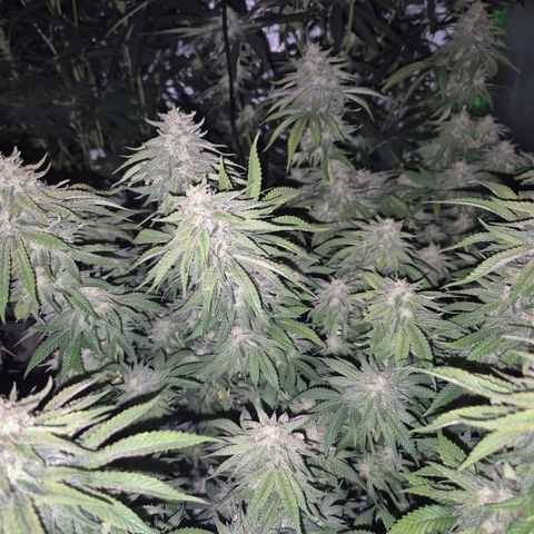 WTF- Königin Mimosa evo 👑👑👑 (65-70bt) growlog timeline photo