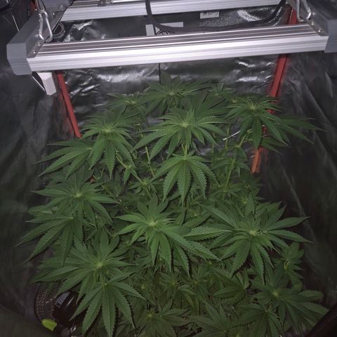💚Bubba kush 🦝 (56-63 BT) growlog timeline photo