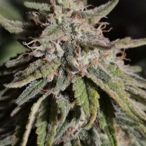 WTF- Königin Mimosa evo 👑👑👑 (65-70bt) growlog timeline photo