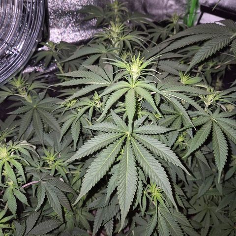Tangerine dream 🌴 (60-65bt)  growlog timeline photo
