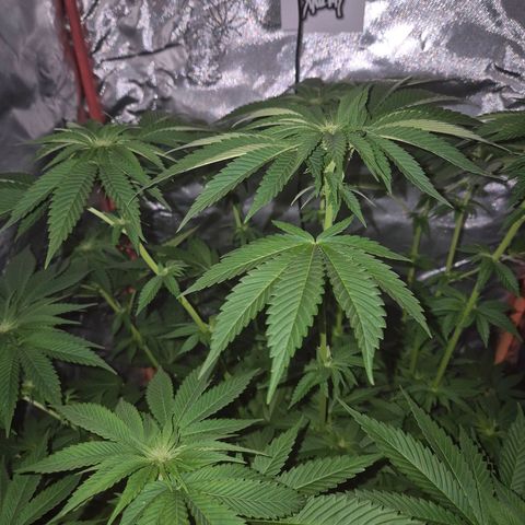 💚Bubba kush 🦝 (56-63 BT) growlog timeline photo