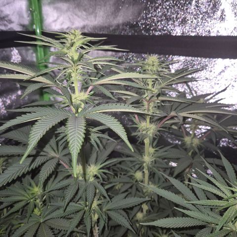ICE 💚🧊 (63-70bt) growlog timeline photo