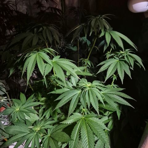 💚Bubba kush 🦝 (56-63 BT) growlog timeline photo