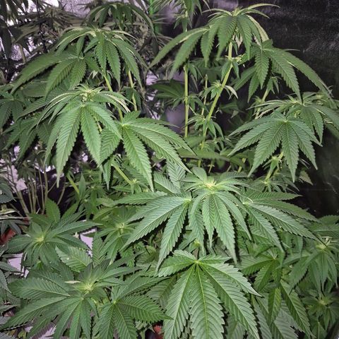 💚Bubba kush 🦝 (56-63 BT) growlog timeline photo