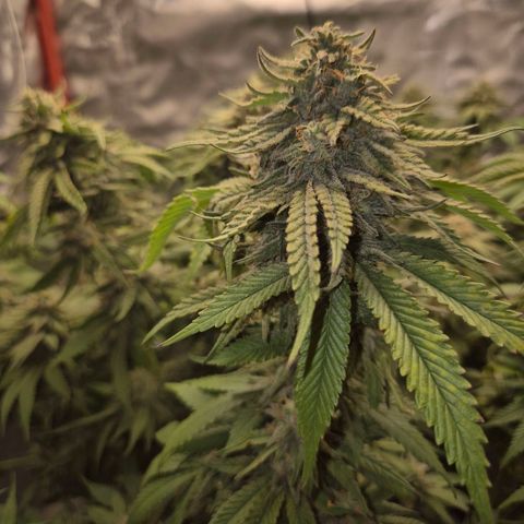 WTF- Königin Mimosa evo 👑👑👑 (65-70bt) growlog timeline photo