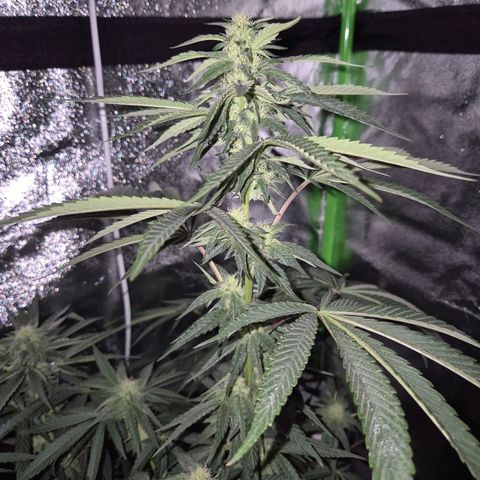 Ice cream cake 🍰 & permanent marker🖊(65-73bt) growlog timeline photo