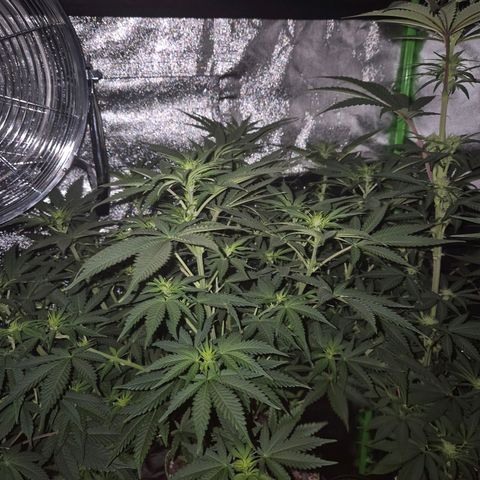 Tangerine dream 🌴 (60-65bt)  growlog timeline photo