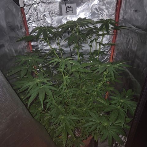💚Bubba kush 🦝 (56-63 BT) growlog timeline photo