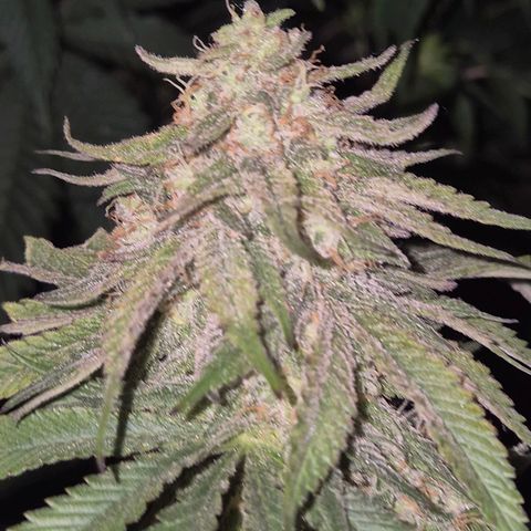 WTF- Königin Mimosa evo 👑👑👑 (65-70bt) growlog timeline photo