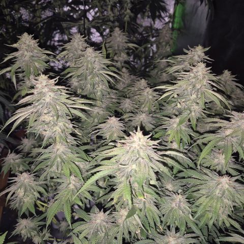 WTF- Königin Mimosa evo 👑👑👑 (65-70bt) growlog timeline photo