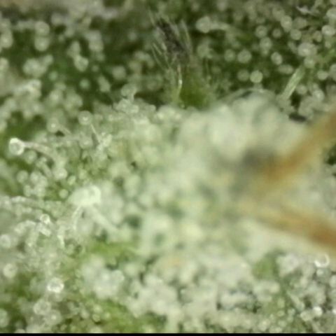 WTF- Königin Mimosa evo 👑👑👑 (65-70bt) growlog timeline photo