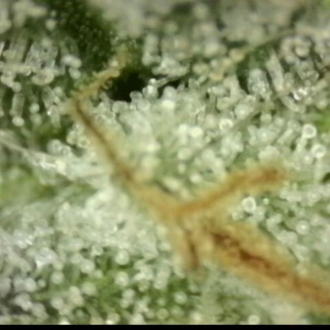 WTF- Königin Mimosa evo 👑👑👑 (65-70bt) growlog timeline photo