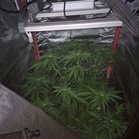 💚Bubba kush 🦝 (56-63 BT) growlog timeline photo