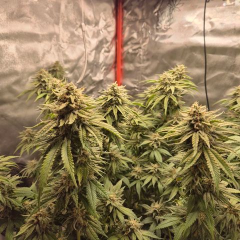 WTF- Königin Mimosa evo 👑👑👑 (65-70bt) growlog timeline photo