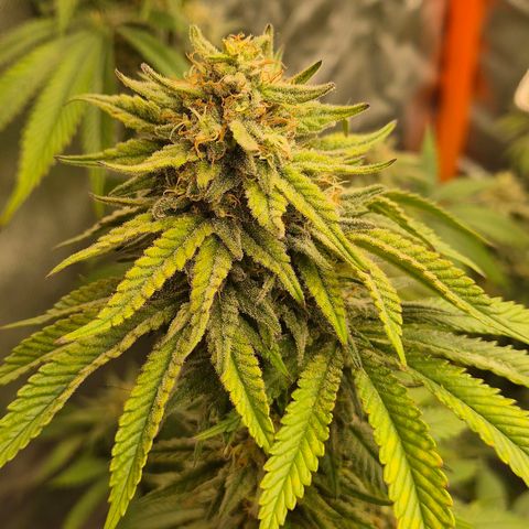 WTF- Königin Mimosa evo 👑👑👑 (65-70bt) growlog timeline photo