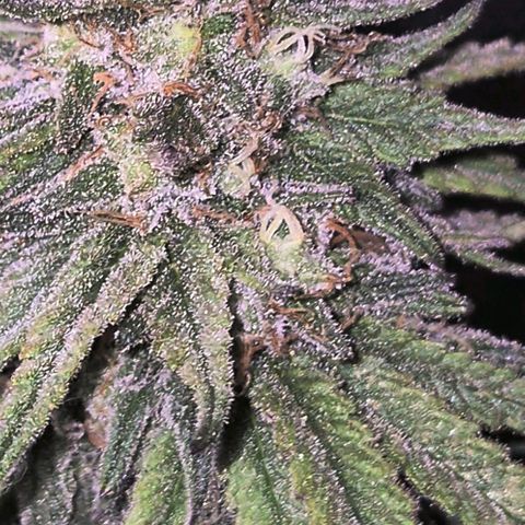 WTF- Königin Mimosa evo 👑👑👑 (65-70bt) growlog timeline photo