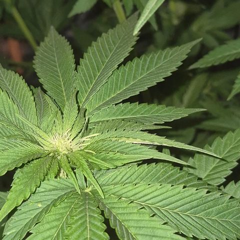 💚Bubba kush 🦝 (56-63 BT) growlog timeline photo
