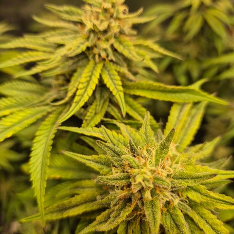 WTF- Königin Mimosa evo 👑👑👑 (65-70bt) growlog timeline photo