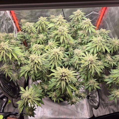 WTF- Königin Mimosa evo 👑👑👑 (65-70bt) growlog timeline photo