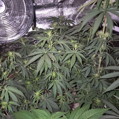 Tangerine dream 🌴 (60-65bt)  growlog timeline photo
