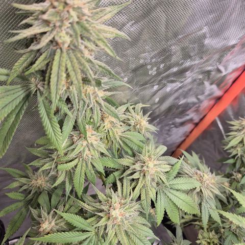 WTF- Königin Mimosa evo 👑👑👑 (65-70bt) growlog timeline photo