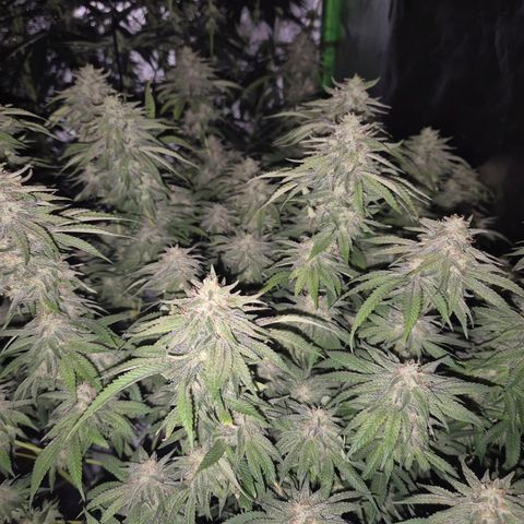 WTF- Königin Mimosa evo 👑👑👑 (65-70bt) growlog timeline photo