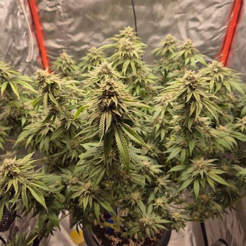 WTF- Königin Mimosa evo 👑👑👑 (65-70bt) growlog timeline photo