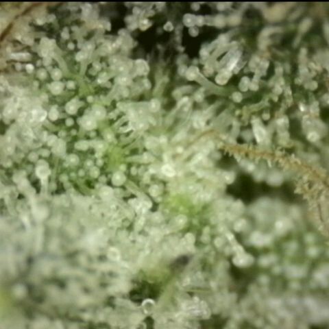 WTF- Königin Mimosa evo 👑👑👑 (65-70bt) growlog timeline photo