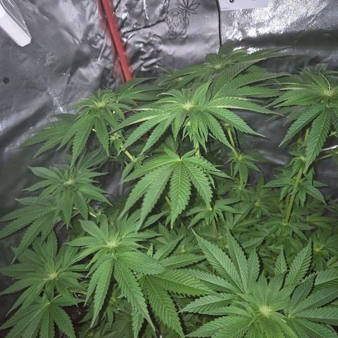 💚Bubba kush 🦝 (56-63 BT) growlog timeline photo