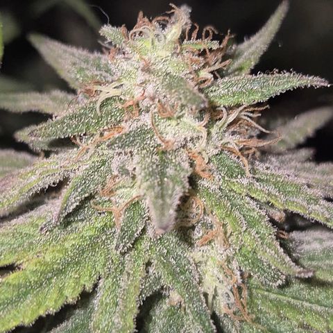 WTF- Königin Mimosa evo 👑👑👑 (65-70bt) growlog timeline photo