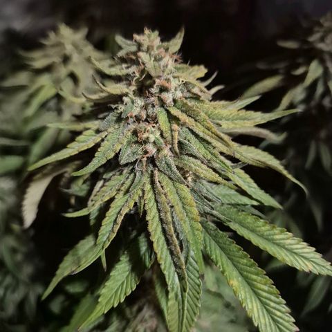 WTF- Königin Mimosa evo 👑👑👑 (65-70bt) growlog timeline photo
