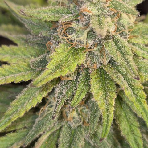 WTF- Königin Mimosa evo 👑👑👑 (65-70bt) growlog timeline photo