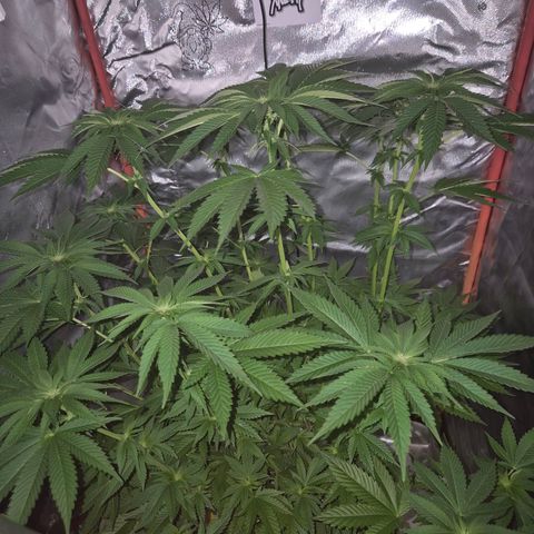 💚Bubba kush 🦝 (56-63 BT) growlog timeline photo
