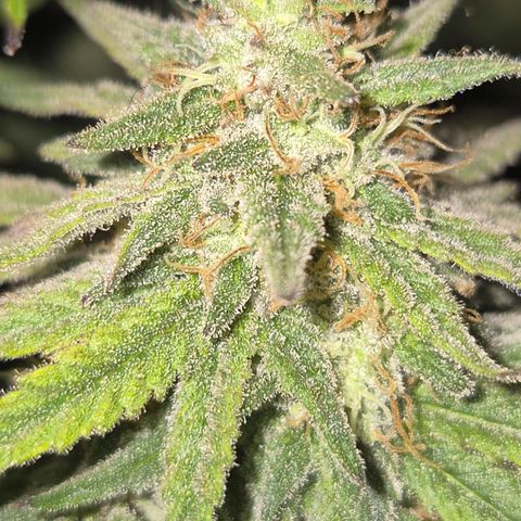 WTF- Königin Mimosa evo 👑👑👑 (65-70bt) growlog timeline photo