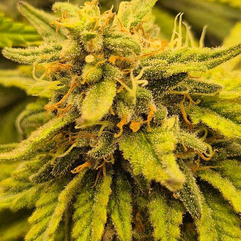 WTF- Königin Mimosa evo 👑👑👑 (65-70bt) growlog timeline photo