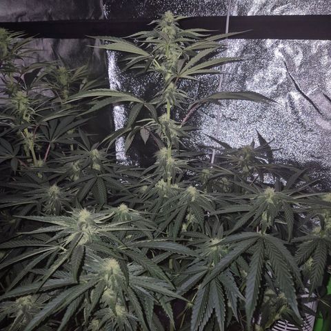 Ice cream cake 🍰 & permanent marker🖊(65-73bt) growlog timeline photo