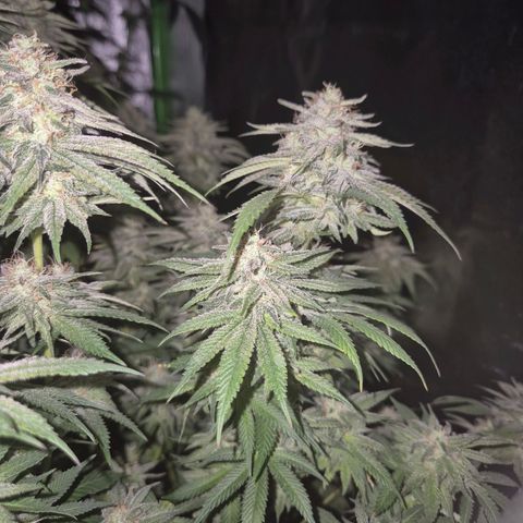 WTF- Königin Mimosa evo 👑👑👑 (65-70bt) growlog timeline photo