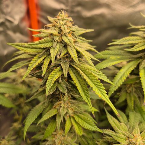 WTF- Königin Mimosa evo 👑👑👑 (65-70bt) growlog timeline photo