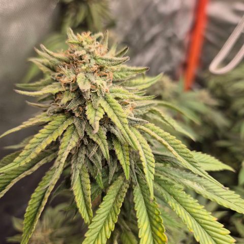 WTF- Königin Mimosa evo 👑👑👑 (65-70bt) growlog timeline photo