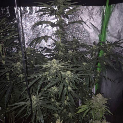 Ice cream cake 🍰 & permanent marker🖊(65-73bt) growlog timeline photo