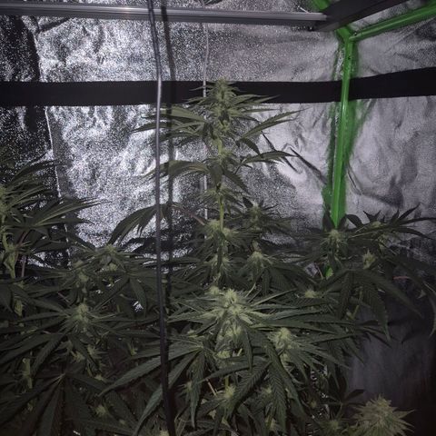 Ice cream cake 🍰 & permanent marker🖊(65-73bt) growlog timeline photo